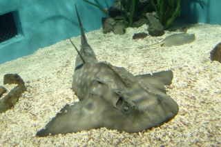 シノノメサカタザメ写真1